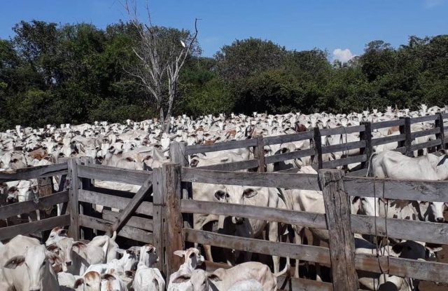 quadrilha tenta furtar mil cabeças de gado