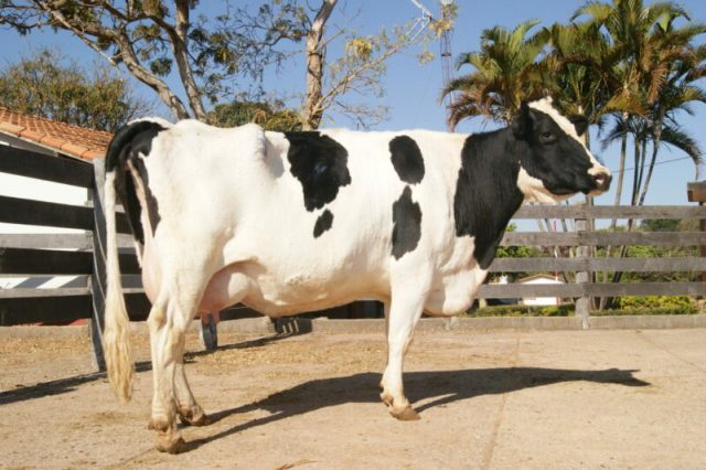 Lenda vaca clonada