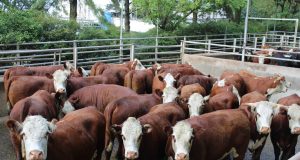 Animais Hereford