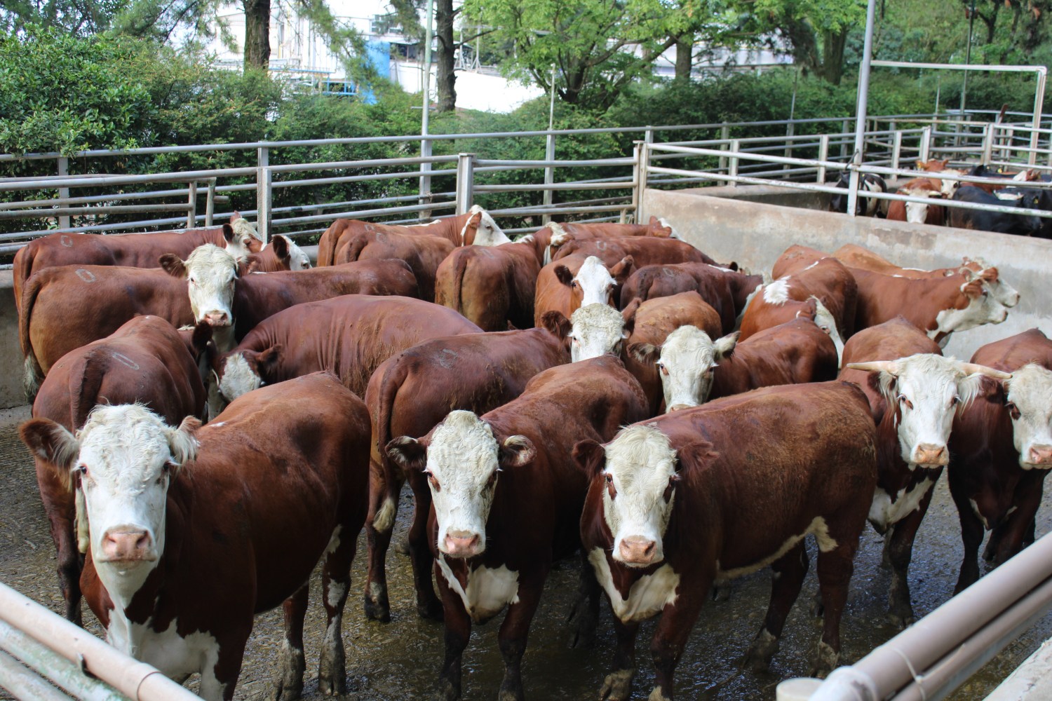 Animais Hereford