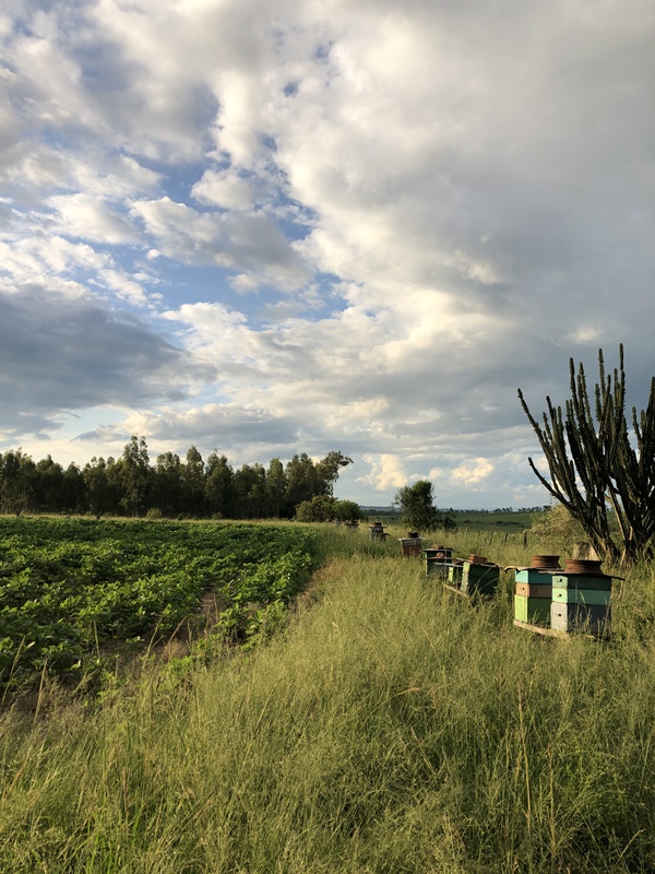 Apiários em lavouras de soja. Diálogo entre agricultor e apicultor protege cultivos e abelhas