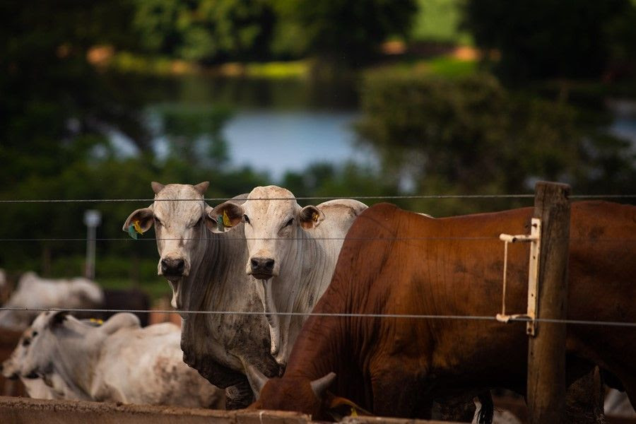 Coronavirus bovino (BCov) é diferente do vírus da Covid-19