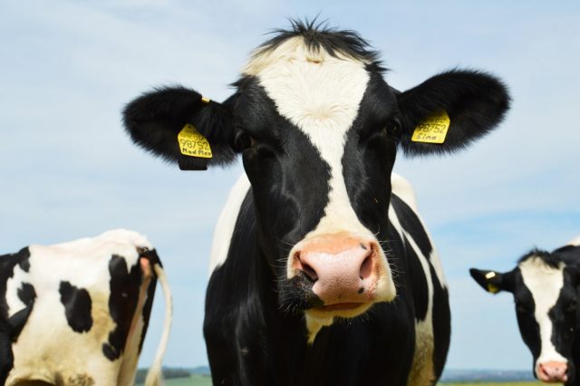 vaca de leite