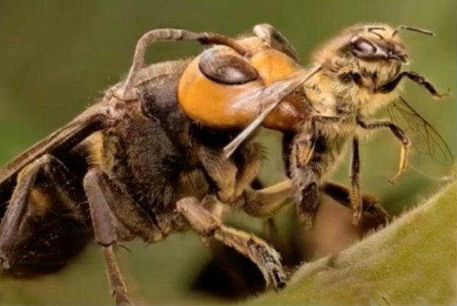 Invasive-Asian-giant-hornet-discovered-in-Washington-state vespa gigante