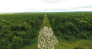 Nelore Vera Cruz gado andando corredor com floresta dos dois lados