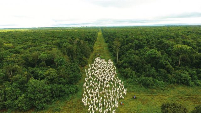 Nelore Vera Cruz gado andando corredor com floresta dos dois lados Nelore Vera Cruz gado andando corredor com floresta dos dois lados