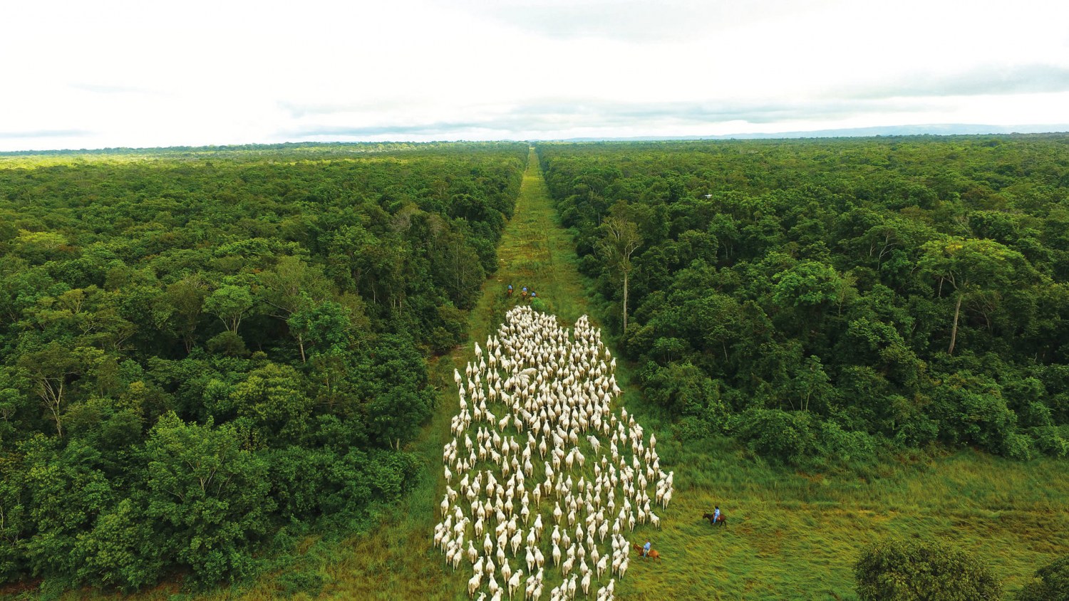 Nelore Vera Cruz gado andando corredor com floresta dos dois lados