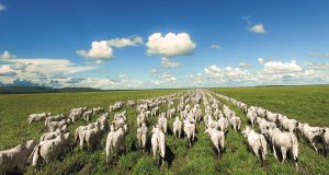 Nelore Vera Cruz gado no pasto foto drone