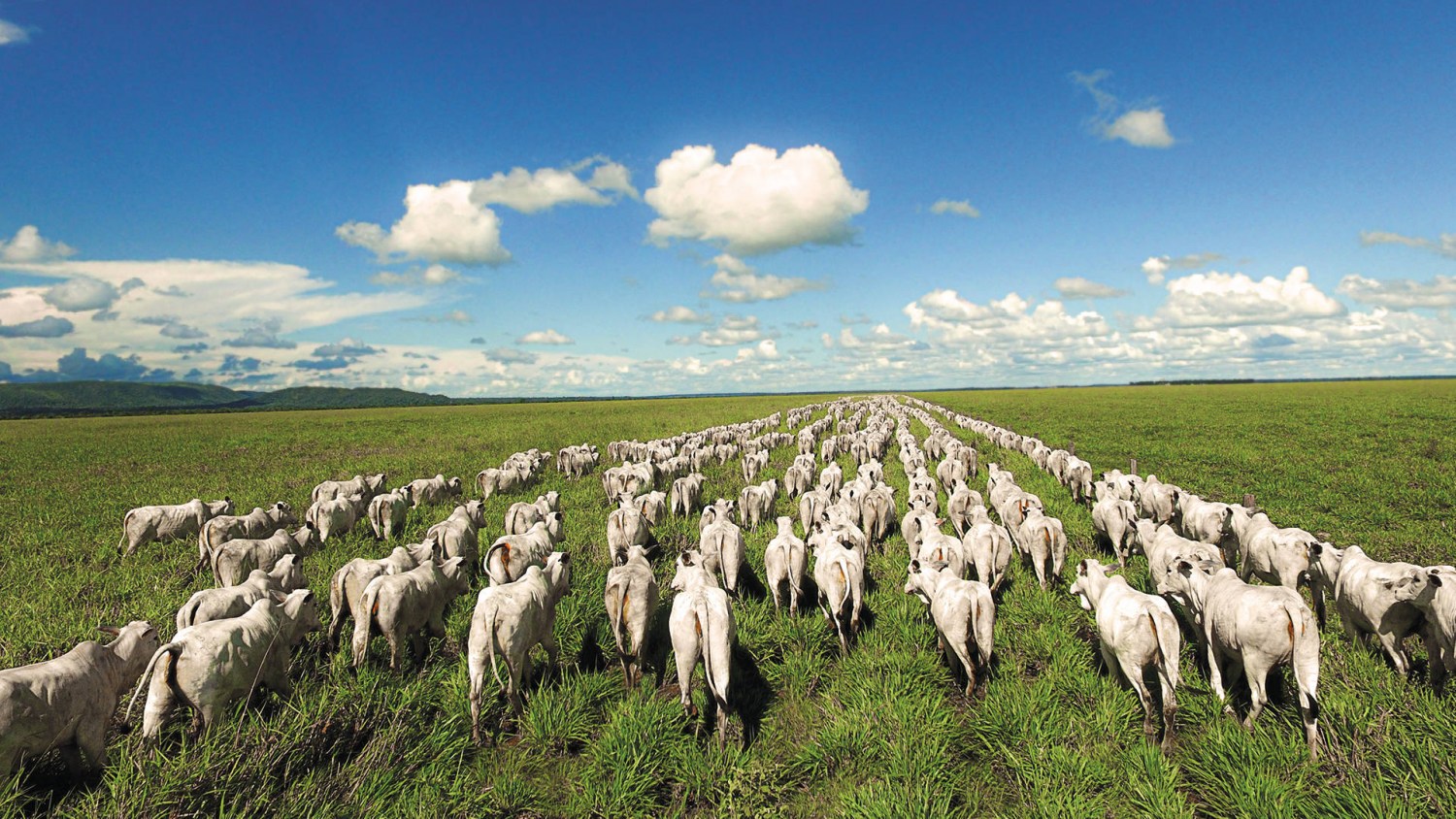 Nelore Vera Cruz gado no pasto foto drone