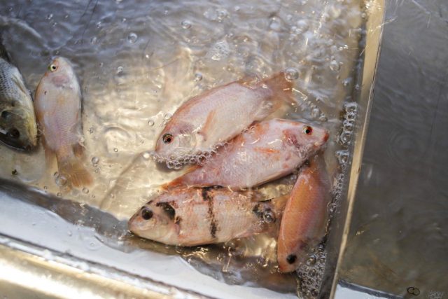 PEIXEbr-coreia-sul-cultivo-peixe-brasileiro PEIXEbr-coreia-sul-cultivo-peixe-brasileiro