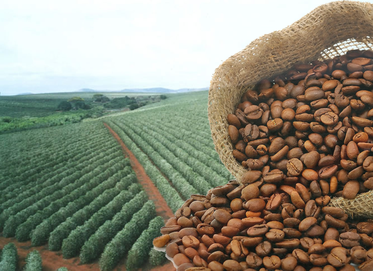 Qual é a maior fazenda de café do Brasil?
