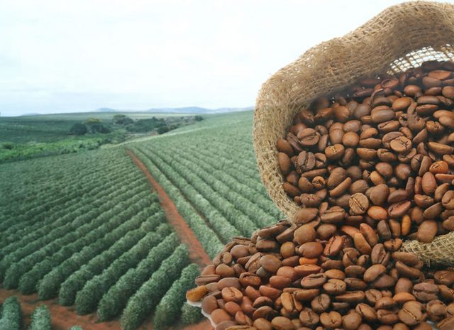 Rei do Café