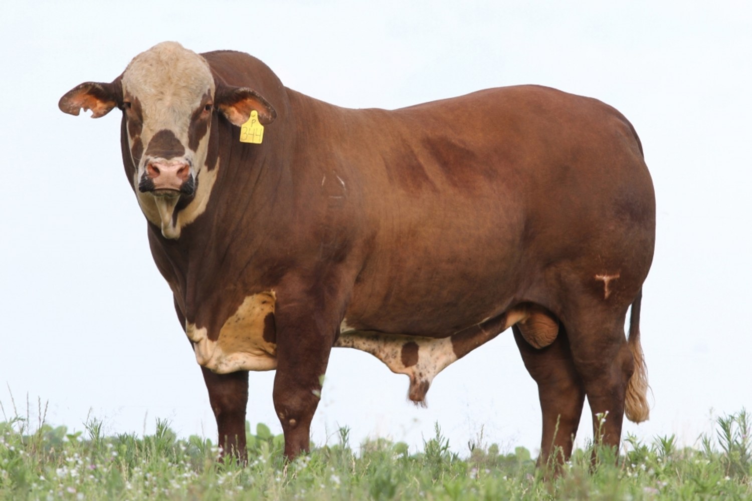 Touro Pajador - Crédito Agropecuária Caty Divulgação