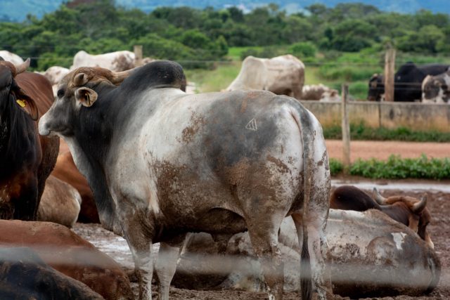Confinamento e Boitel VFL BRASIL. Foto: Marcella Pereira