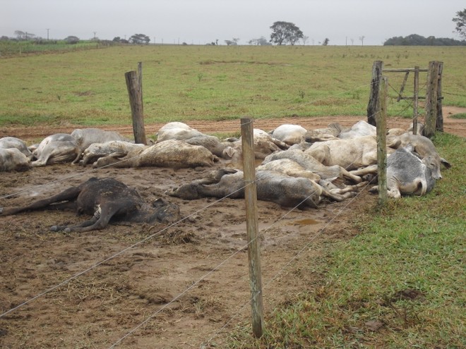 Temperaturas altas provocam a morte de cavalo que transportava