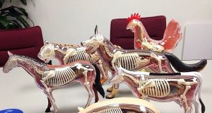 animais em 3D esqueleto
