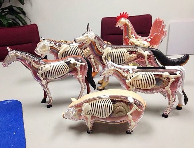 animais em 3D esqueleto