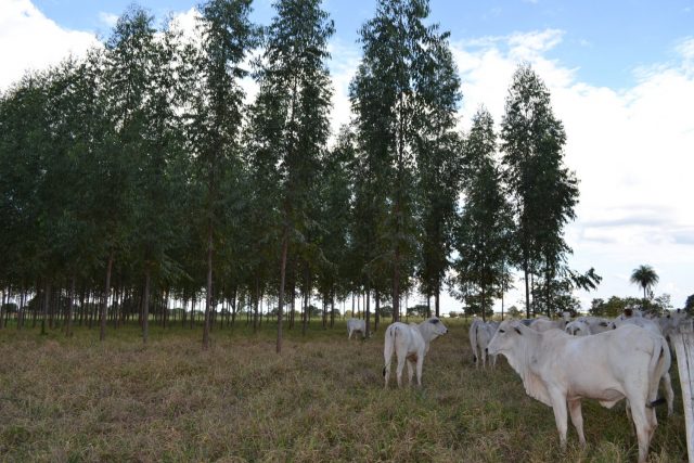 Bosques na pastagem ajudam a proteger os animais do inverno - Foto: Dalizia Aguiar