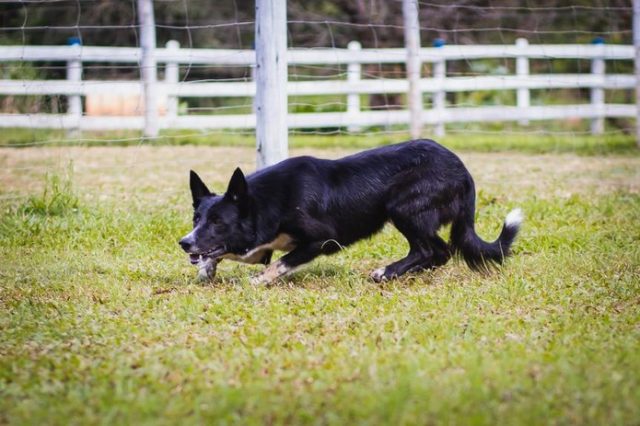 border-collie-1-