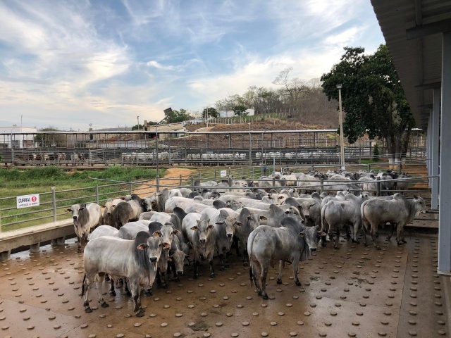brasil-maior-produtor-carne-bovina-diz-presidente-nelore-do-brasil