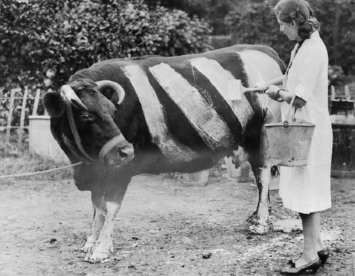 britanicos pintavam as vacas na segunda guerra mundial