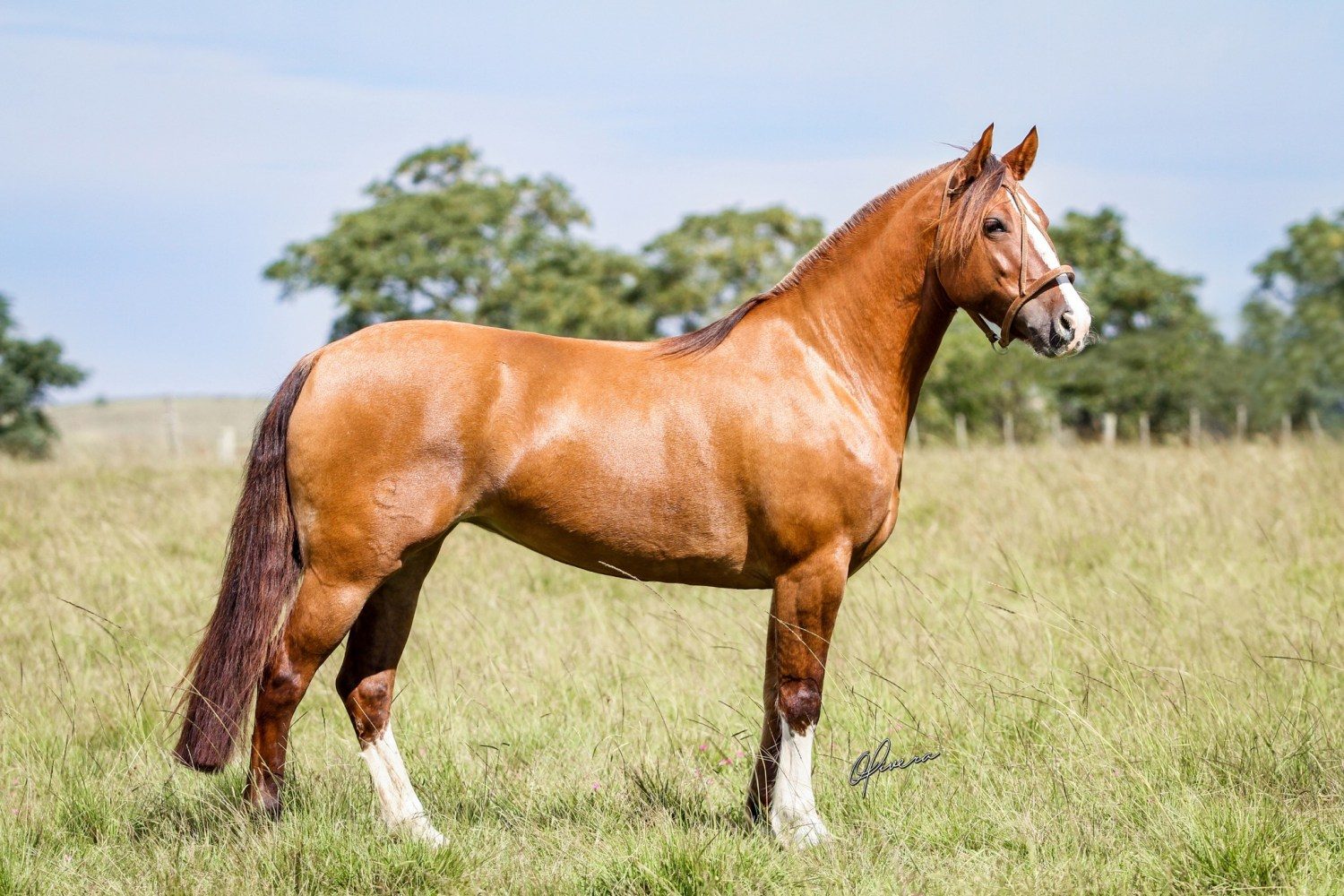 cavalo crioulo a campo