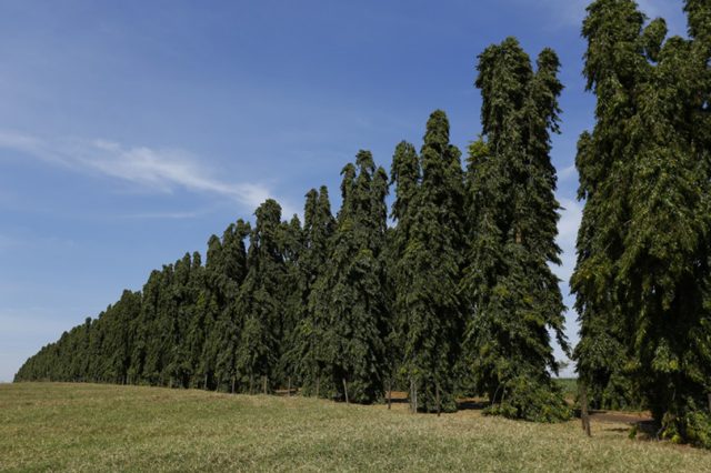 chapolla arvore simbolo do nelorista chapolla arvore simbolo do nelorista