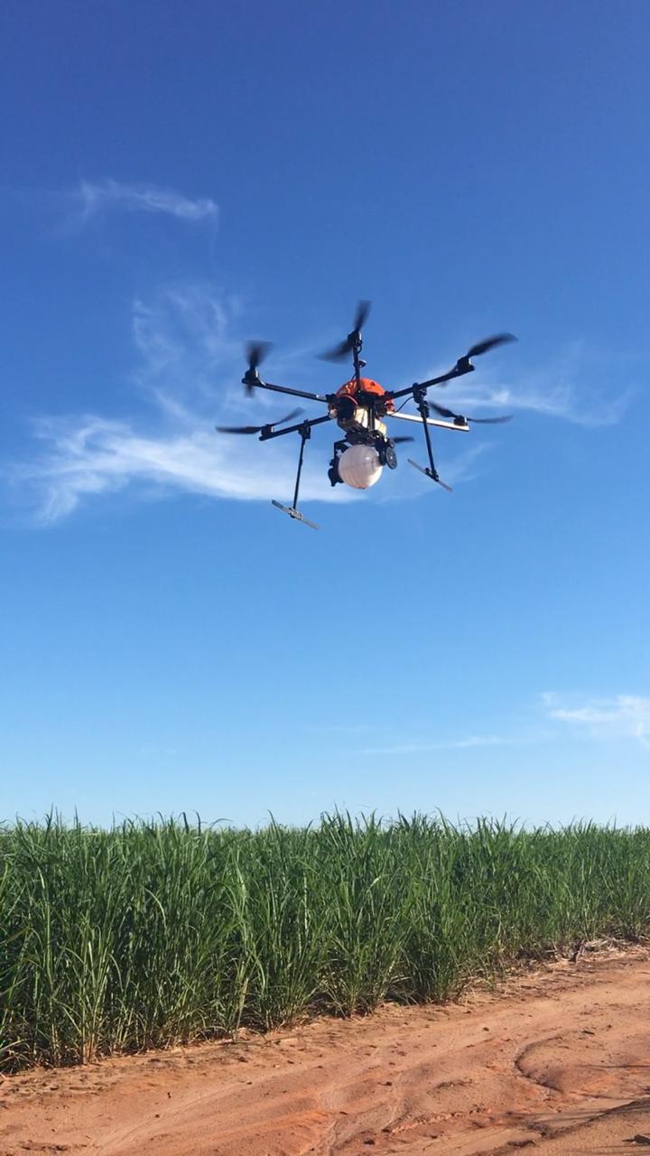 drone em cana6