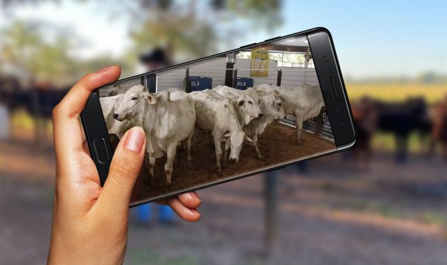 Leilões de gado e transações online ganham força - Compre Rural