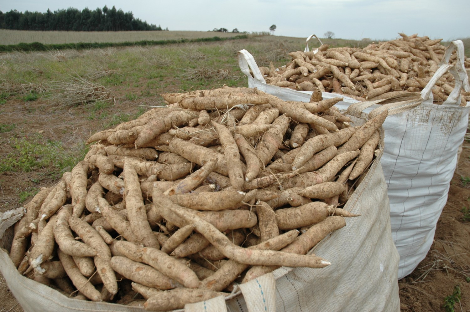 bag de mandioca