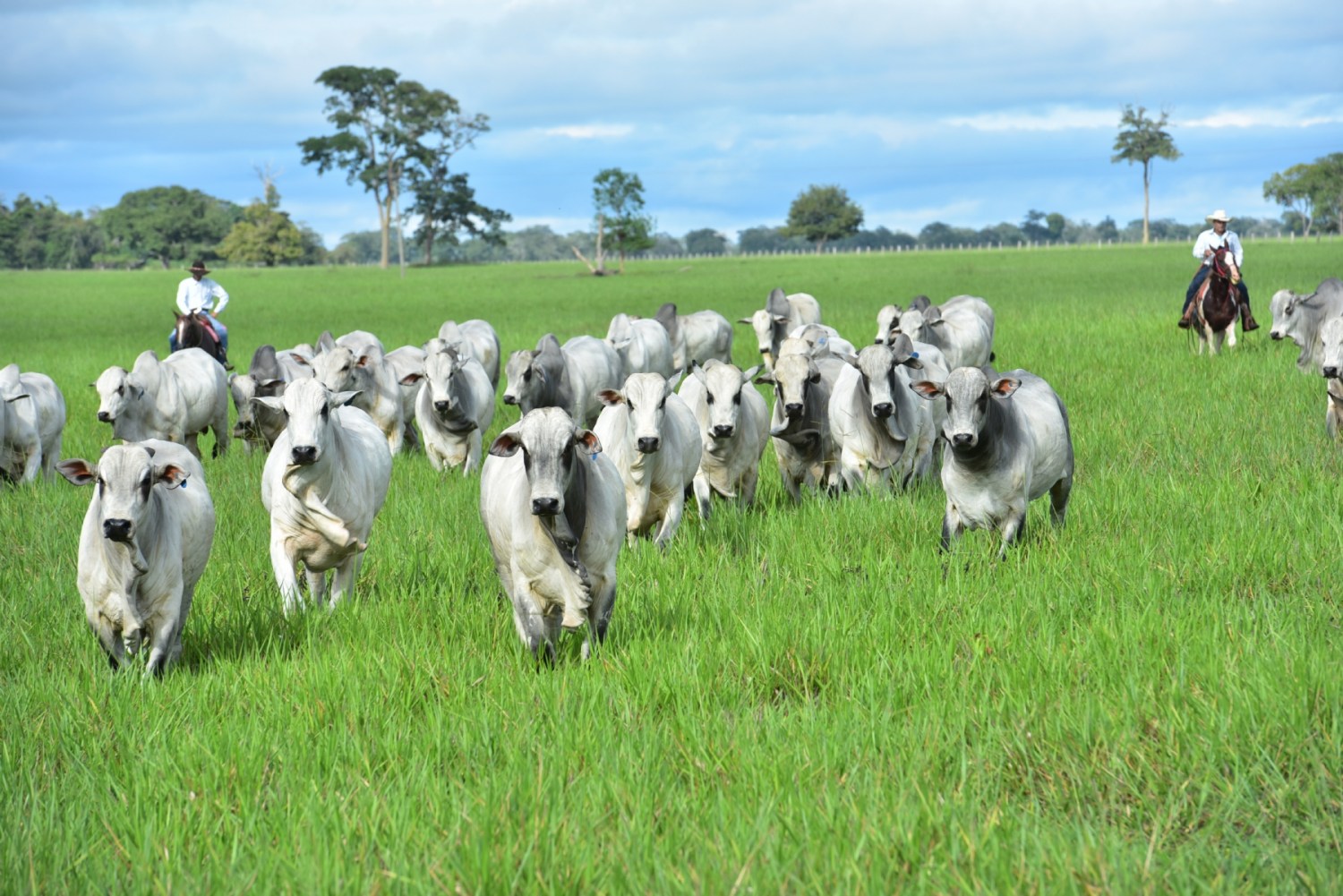 touros a pasto nelore marcondes