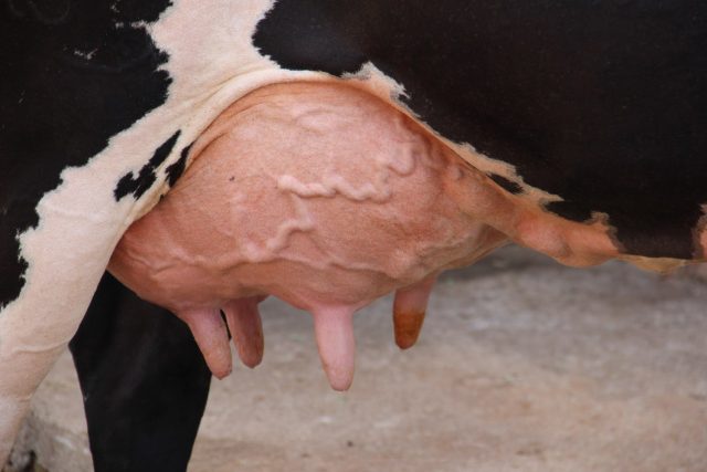 ubere de vaca leiteira ubere de vaca leiteira