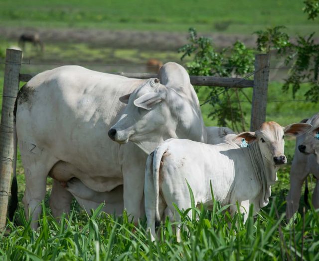 vaca nelore com boa qualdiade materna com bezerro ao pe