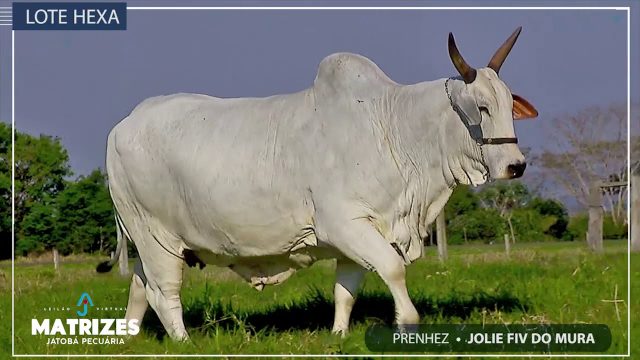 vaca nelore jolie fiv do mura vaca nelore jolie fiv do mura