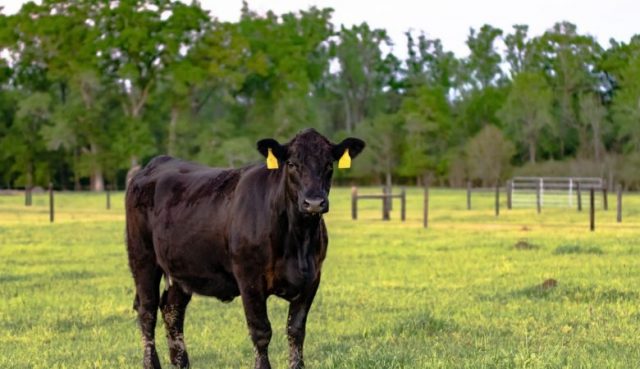 vaccinarnutricaoesaudeanimal_vaccinar_image_637-780x450