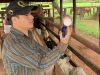 vacinando o gado contra aftosa