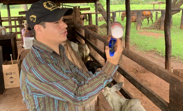 vacinando o gado contra aftosa vacinando o gado contra aftosa