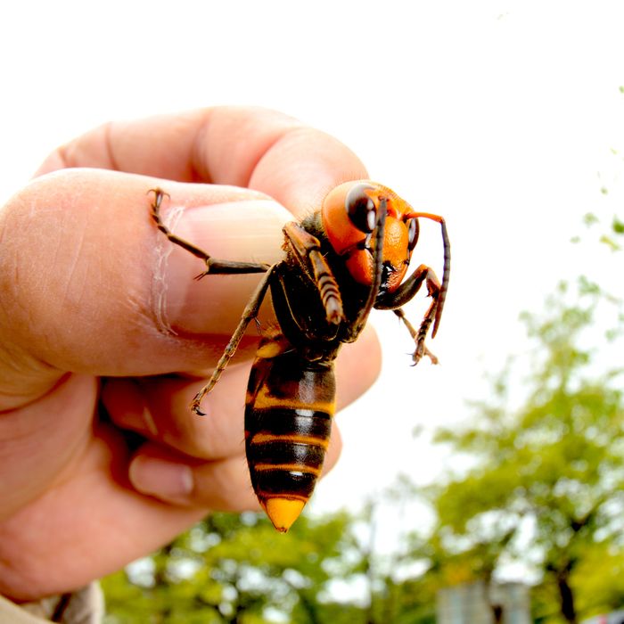 vespa gigante