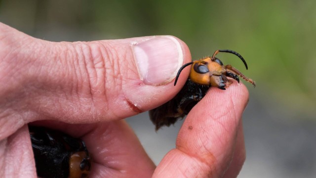 Vespa gigante assassina faz vítima — CompreRural