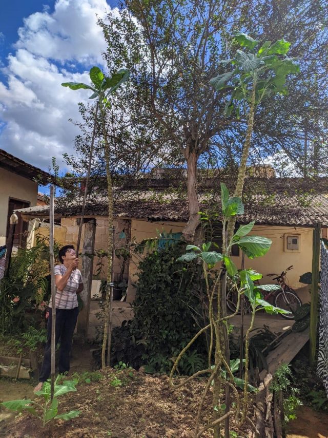 Detalhe dos pés de couve do quintal de Maria Odet: a planta mais próxima é menor e possui mais folhas ao longo do caule (Foto: Arquivo Pessoal)