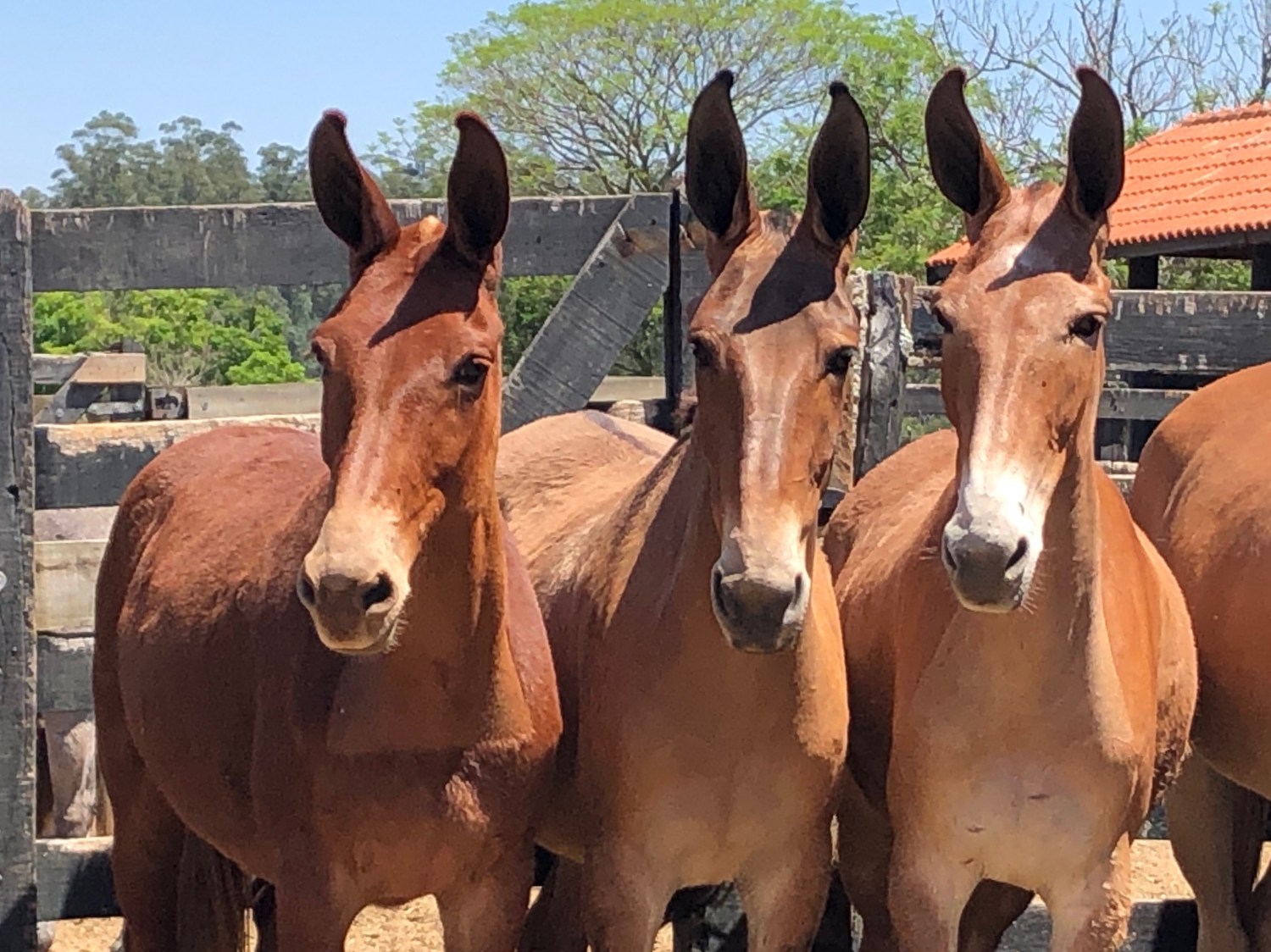 72 melhor ideia de Cavalo Crioulo