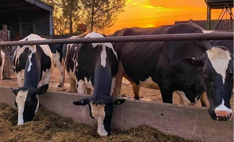 gado girolando comendo silagem