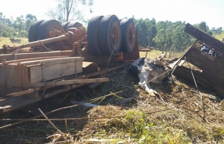 Caminhoneiro morre após capotar caminhão com gado