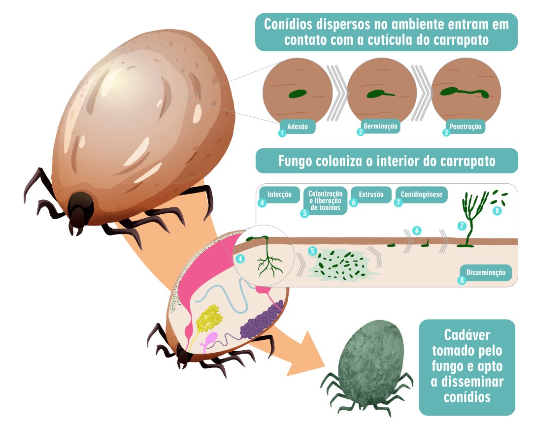 Infográfico_Controle_Biológico do carrapato