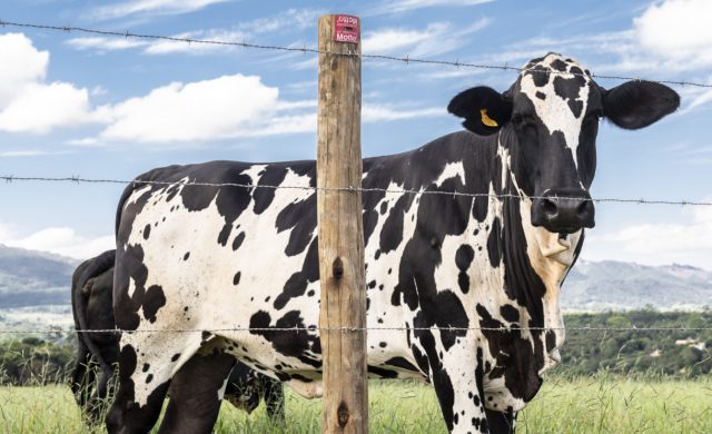Pasto-bem-cercado-contribui-com-a-produtividade-da-pecuaria-leiteira-diz-analista-da-Belgo-Bekaert 2 Pasto-bem-cercado-contribui-com-a-produtividade-da-pecuaria-leiteira-diz-analista-da-Belgo-Bekaert