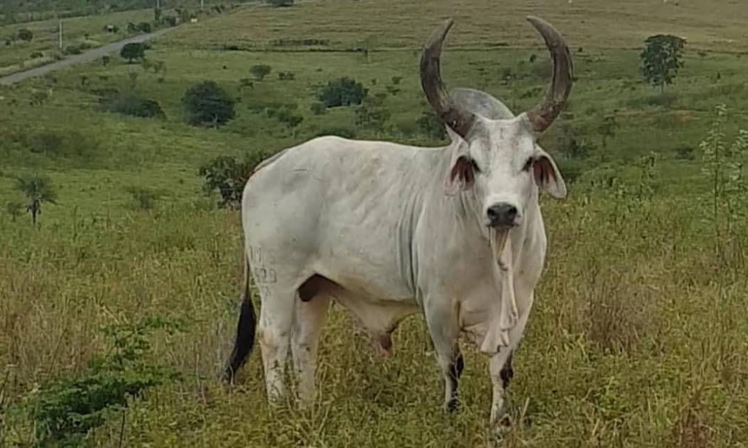 Pecuaristas do Nordeste criam Núcleo Kankrej