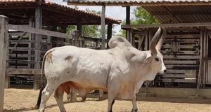 Pecuaristas do Nordeste criam Núcleo Kankrej