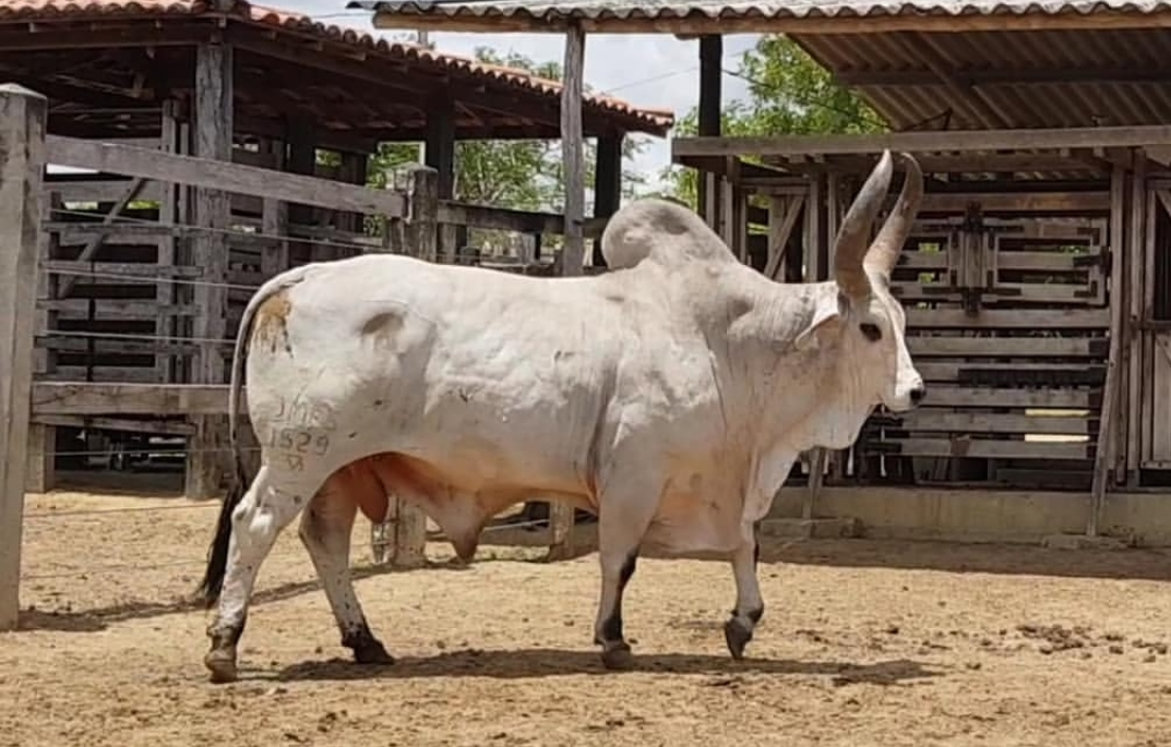 Pecuaristas do Nordeste criam Núcleo Kankrej