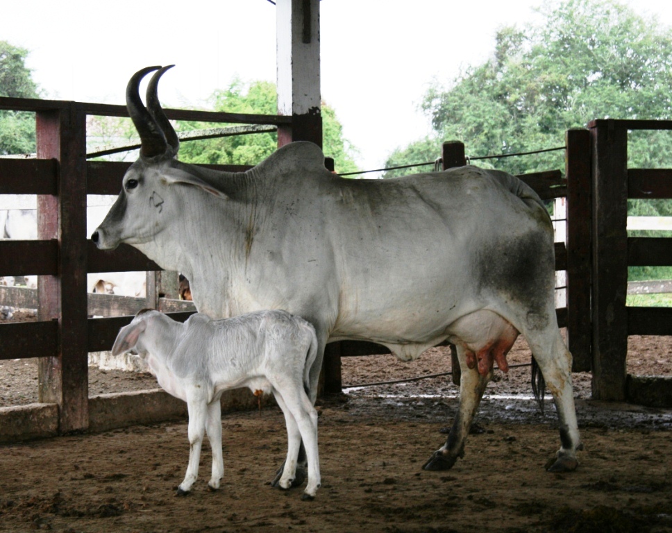 Pecuaristas do Nordeste criam Núcleo Kankrej