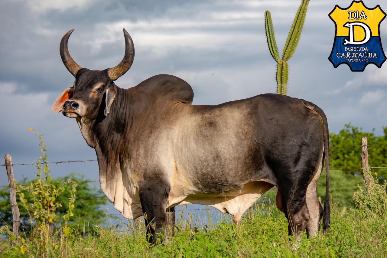 Pecuaristas do Nordeste criam Núcleo Kankrej